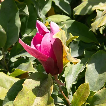 בית אירוח Casa Lima